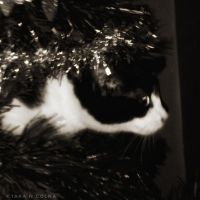 Kitten in Christmas Tree